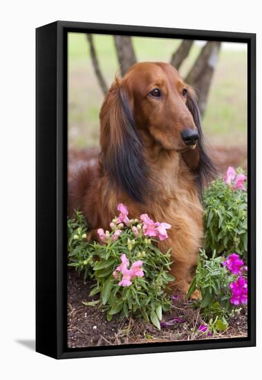 Long-Haired Standard Dachshund in Ornamental Flowers, Florida, USA-Lynn M^ Stone-Framed Stretched Canvas