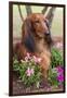 Long-Haired Standard Dachshund in Ornamental Flowers, Florida, USA-Lynn M^ Stone-Framed Premium Photographic Print