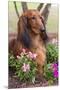 Long-Haired Standard Dachshund in Ornamental Flowers, Florida, USA-Lynn M^ Stone-Mounted Premium Photographic Print