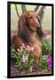 Long-Haired Standard Dachshund in Ornamental Flowers, Florida, USA-Lynn M^ Stone-Framed Premium Photographic Print