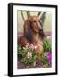 Long-Haired Standard Dachshund in Ornamental Flowers, Florida, USA-Lynn M^ Stone-Framed Photographic Print