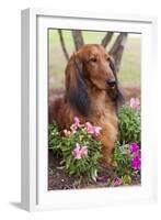 Long-Haired Standard Dachshund in Ornamental Flowers, Florida, USA-Lynn M^ Stone-Framed Photographic Print