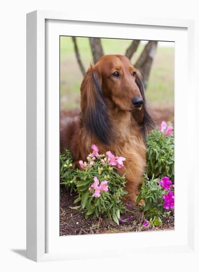 Long-Haired Standard Dachshund in Ornamental Flowers, Florida, USA-Lynn M^ Stone-Framed Photographic Print