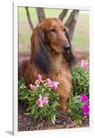 Long-Haired Standard Dachshund in Ornamental Flowers, Florida, USA-Lynn M^ Stone-Framed Photographic Print