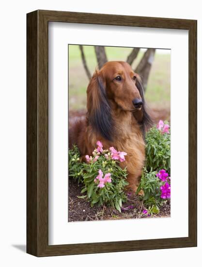 Long-Haired Standard Dachshund in Ornamental Flowers, Florida, USA-Lynn M^ Stone-Framed Photographic Print