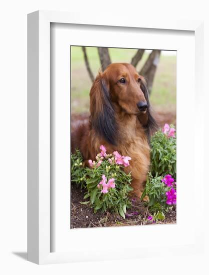 Long-Haired Standard Dachshund in Ornamental Flowers, Florida, USA-Lynn M^ Stone-Framed Photographic Print