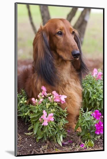 Long-Haired Standard Dachshund in Ornamental Flowers, Florida, USA-Lynn M^ Stone-Mounted Photographic Print