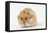 Long-Haired Syrian Hamster-Mark Taylor-Framed Stretched Canvas