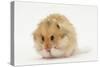 Long-Haired Syrian Hamster-Mark Taylor-Stretched Canvas