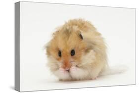 Long-Haired Syrian Hamster-Mark Taylor-Stretched Canvas