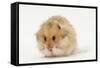 Long-Haired Syrian Hamster-Mark Taylor-Framed Stretched Canvas