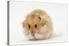 Long-Haired Syrian Hamster-Mark Taylor-Stretched Canvas