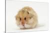 Long-Haired Syrian Hamster-Mark Taylor-Stretched Canvas