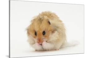 Long-Haired Syrian Hamster-Mark Taylor-Stretched Canvas