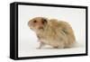 Long-Haired Syrian Hamster-Mark Taylor-Framed Stretched Canvas