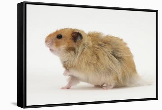 Long-Haired Syrian Hamster-Mark Taylor-Framed Stretched Canvas