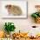 Long-Haired Syrian Hamster-Mark Taylor-Stretched Canvas displayed on a wall