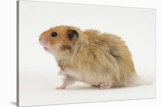 Long-Haired Syrian Hamster-Mark Taylor-Stretched Canvas