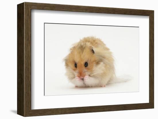 Long-Haired Syrian Hamster-Mark Taylor-Framed Photographic Print