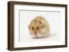 Long-Haired Syrian Hamster-Mark Taylor-Framed Photographic Print