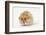 Long-Haired Syrian Hamster-Mark Taylor-Framed Photographic Print