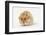 Long-Haired Syrian Hamster-Mark Taylor-Framed Photographic Print