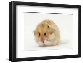 Long-Haired Syrian Hamster-Mark Taylor-Framed Photographic Print