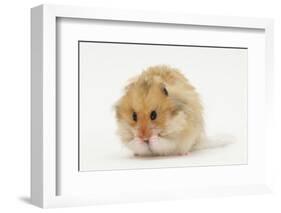 Long-Haired Syrian Hamster-Mark Taylor-Framed Photographic Print