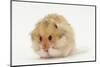 Long-Haired Syrian Hamster-Mark Taylor-Mounted Photographic Print