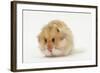 Long-Haired Syrian Hamster-Mark Taylor-Framed Photographic Print