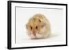 Long-Haired Syrian Hamster-Mark Taylor-Framed Photographic Print