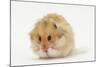 Long-Haired Syrian Hamster-Mark Taylor-Mounted Photographic Print