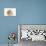 Long-Haired Syrian Hamster-Mark Taylor-Photographic Print displayed on a wall