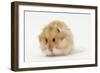 Long-Haired Syrian Hamster-Mark Taylor-Framed Photographic Print