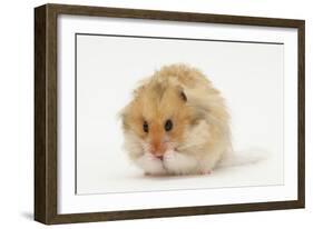 Long-Haired Syrian Hamster-Mark Taylor-Framed Photographic Print