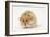 Long-Haired Syrian Hamster-Mark Taylor-Framed Photographic Print