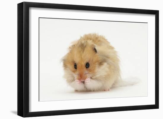 Long-Haired Syrian Hamster-Mark Taylor-Framed Photographic Print