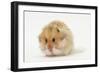 Long-Haired Syrian Hamster-Mark Taylor-Framed Photographic Print