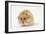 Long-Haired Syrian Hamster-Mark Taylor-Framed Photographic Print