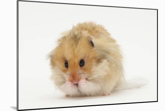 Long-Haired Syrian Hamster-Mark Taylor-Mounted Photographic Print