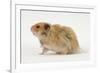 Long-Haired Syrian Hamster-Mark Taylor-Framed Photographic Print