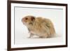 Long-Haired Syrian Hamster-Mark Taylor-Framed Photographic Print