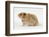 Long-Haired Syrian Hamster-Mark Taylor-Framed Photographic Print