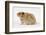 Long-Haired Syrian Hamster-Mark Taylor-Framed Photographic Print