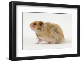 Long-Haired Syrian Hamster-Mark Taylor-Framed Photographic Print