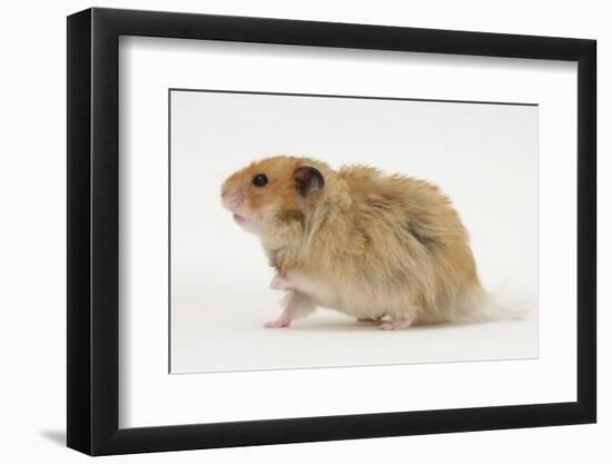 Long-Haired Syrian Hamster-Mark Taylor-Framed Photographic Print