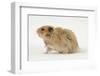 Long-Haired Syrian Hamster-Mark Taylor-Framed Photographic Print