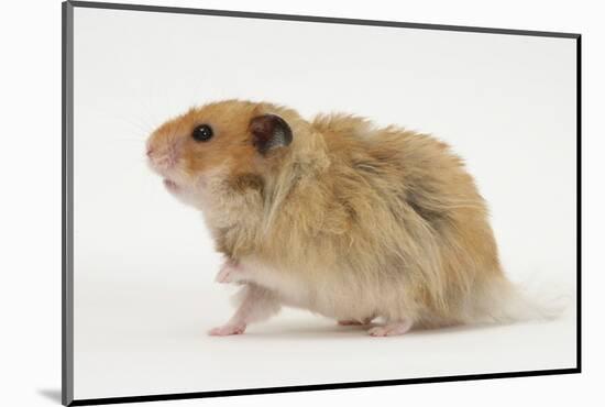 Long-Haired Syrian Hamster-Mark Taylor-Mounted Photographic Print