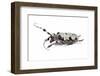 Long Horn Beetle Aristobia Voeti-Darrell Gulin-Framed Photographic Print