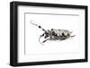 Long Horn Beetle Aristobia Voeti-Darrell Gulin-Framed Photographic Print